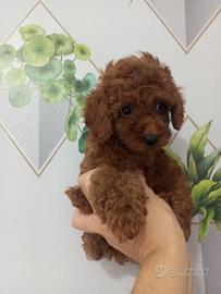 Maschio barboncino Red toy piccolo