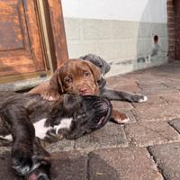 Cucciolo di cane Corso