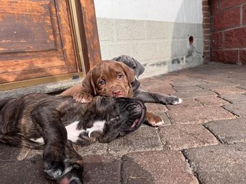 Cucciolo di cane Corso