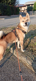 Shiba inu per monta