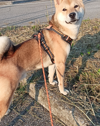 Shiba inu per monta