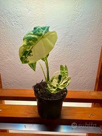 Piante rare (Alocasia Variegate e Monstera Mint)