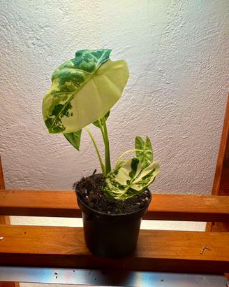 Piante rare (Alocasia Variegate e Monstera Mint)