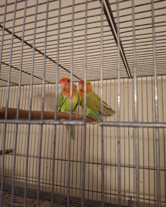 Inseparabili
