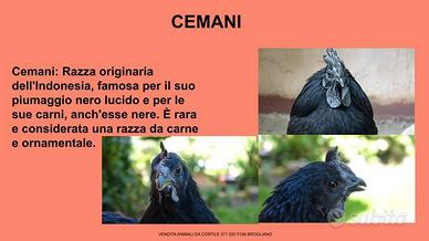 Galline ornamentali cemani