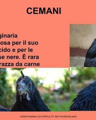 Galline ornamentali cemani