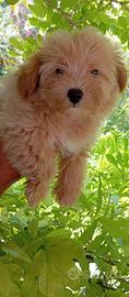 Maltipoo cuccioli toy