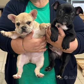 Bulldog francese esotico