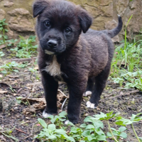 Cucciolo 35 giorni