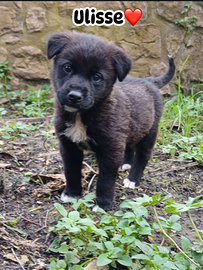 Cucciolo 35 giorni