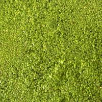 Lemna minor - pianta galleggiante acquario