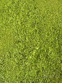 Lemna minor - pianta galleggiante acquario