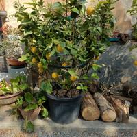 pianta di limone -taglia grande -cerchiata