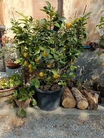 pianta di limone -taglia grande -cerchiata