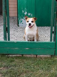 Femmina American Staffordshire Terrier