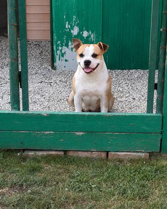 Femmina American Staffordshire Terrier