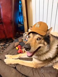 Arthur lupo cecoslovacco per accoppiamento