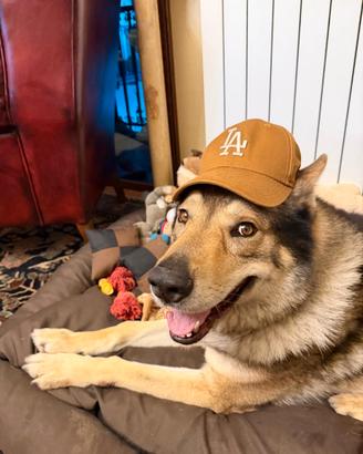 Arthur lupo cecoslovacco per accoppiamento