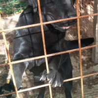 Labrador retriver con pedigree