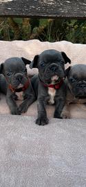 Cuccioli bulldog francese, blu esotici