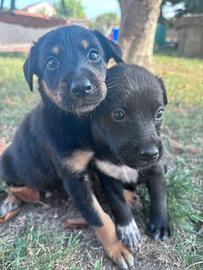 Cuccioli mettici