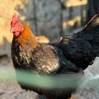 Galline