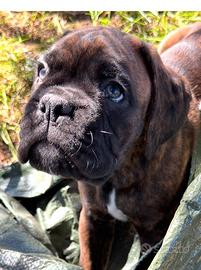 Disponibili cuccioli di Boxer