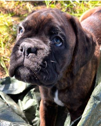 Disponibili cuccioli di Boxer