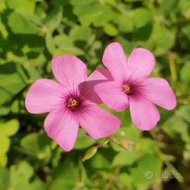5 Bulbi di Oxalis articulata (Acetosella Rosa)