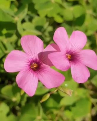 5 Bulbi di Oxalis articulata (Acetosella Rosa)