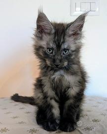 Cuccioli di Maine coon