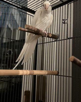 Coppia Calopsite ALLEVATE A MANO