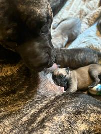 Cuccioli di cane corso