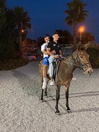 Cavallo