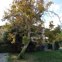 Albero di noci