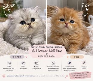 Disponibili Gatti Persiano Doll Face