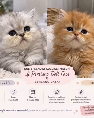 Disponibili Gatti Persiano Doll Face