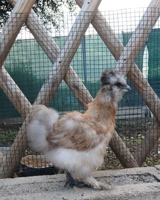 Animali