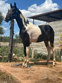 Cavallo Puledro Barocco Pinto 18 Mesi