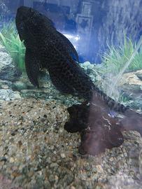 Pleco Hypostomus Plecostomus 35 cm