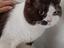 Immagine 1