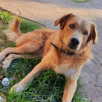 Cucciolo meticcio
