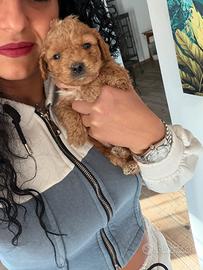 Barboncini toy e minitoy