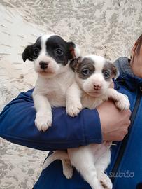 Cuccioli di Jack russel