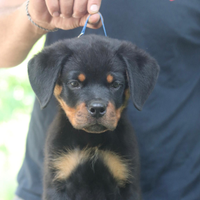 Cucciolo rottweiler