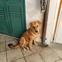 Cagnolina Zoe