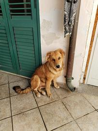 Cagnolina Zoe