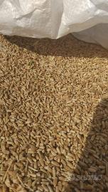 Granella di triticale
