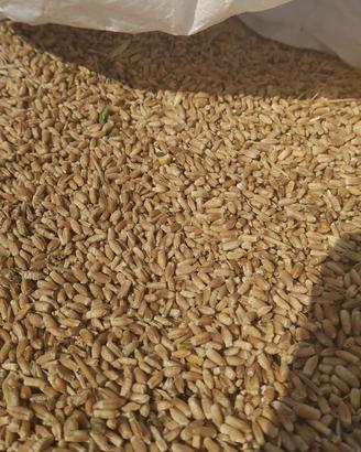 Granella di triticale