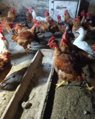 Pollo pesante